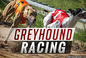 Greyhound Racing